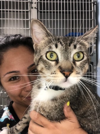 Images Melrose La Brea Animal Hospital