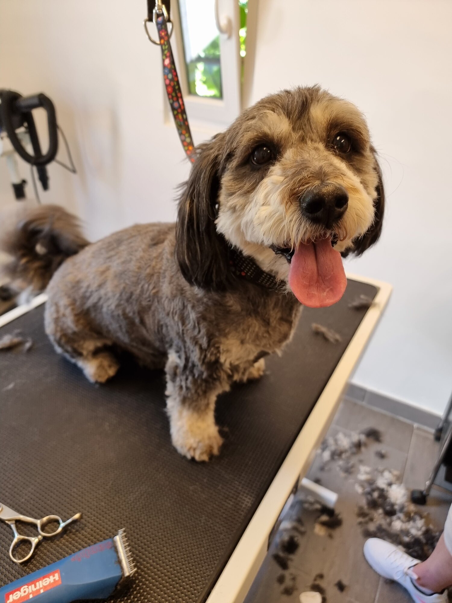 Mellys Hundesalon, Böwerweg 14 in Wittbek