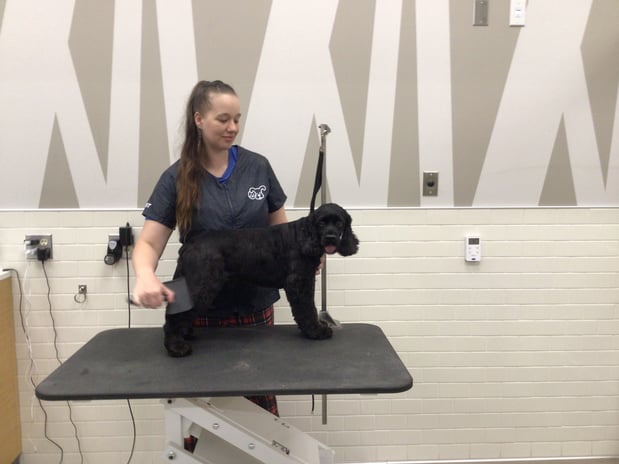 Images Petco Grooming