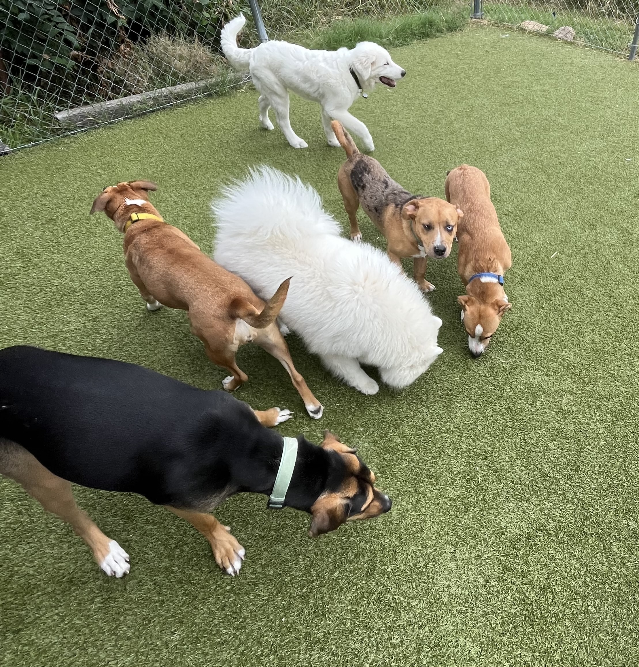 Group of dogs exploring and socializing together on the outdoor artificial turf at the dog daycare. 