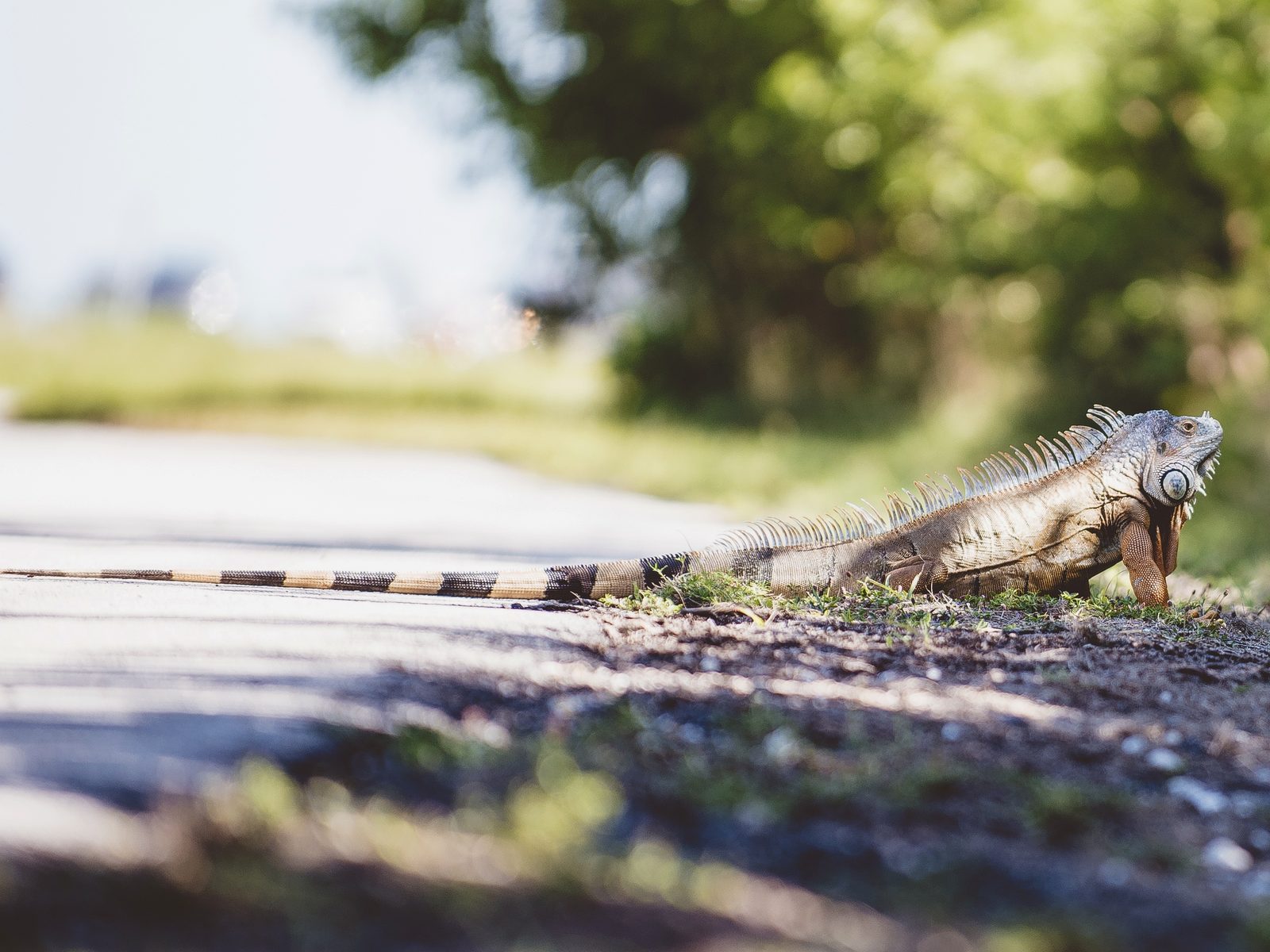 Iseland Wildlife