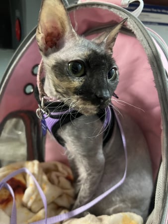 Images VCA Oak Hills Animal Hospital