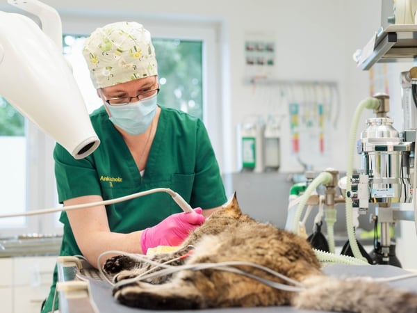 Bilder Tierarzt Gütersloh, Kleintierpraxis Isselhorst