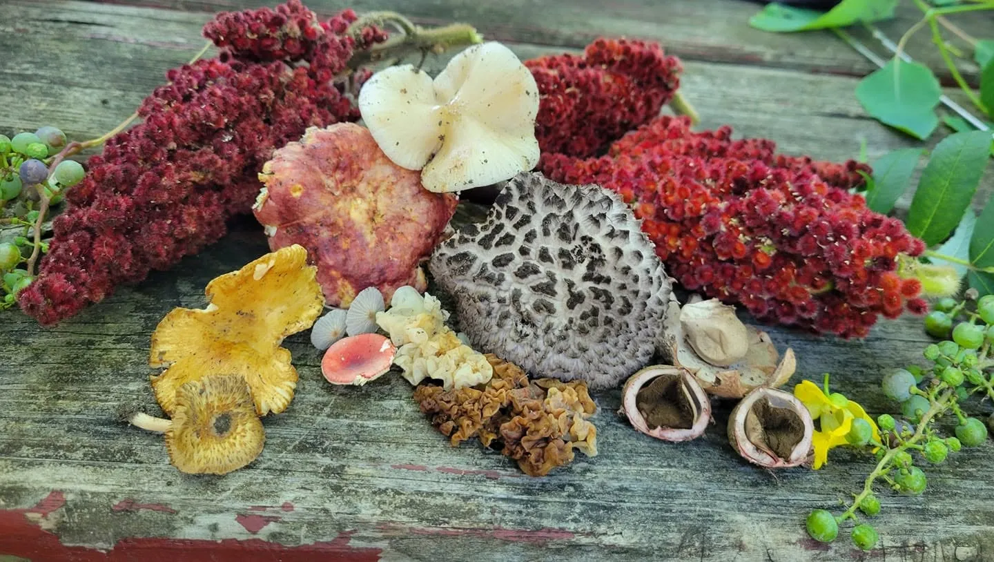 Image of Local Pet Event Forage 360 Mushroom Discussion Nearby