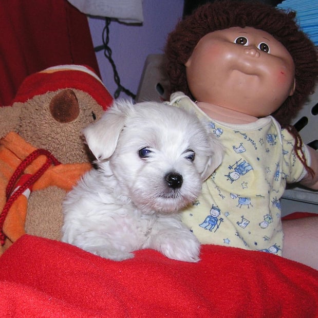 Images Maltipoo Puppies