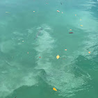 Images Treasure Coast Boat Rentals