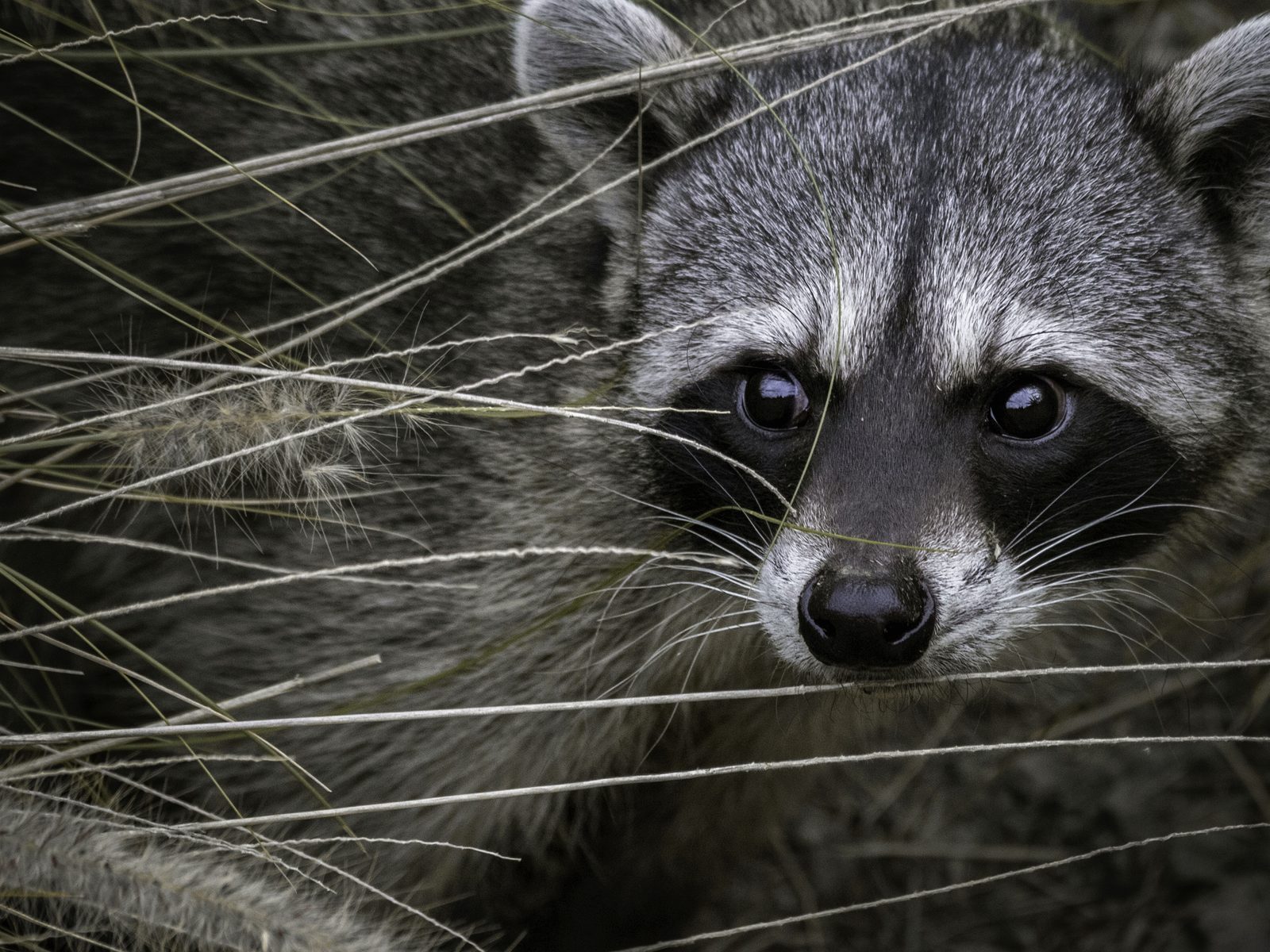 Pierson Nuisance Wildlife Removal LLC