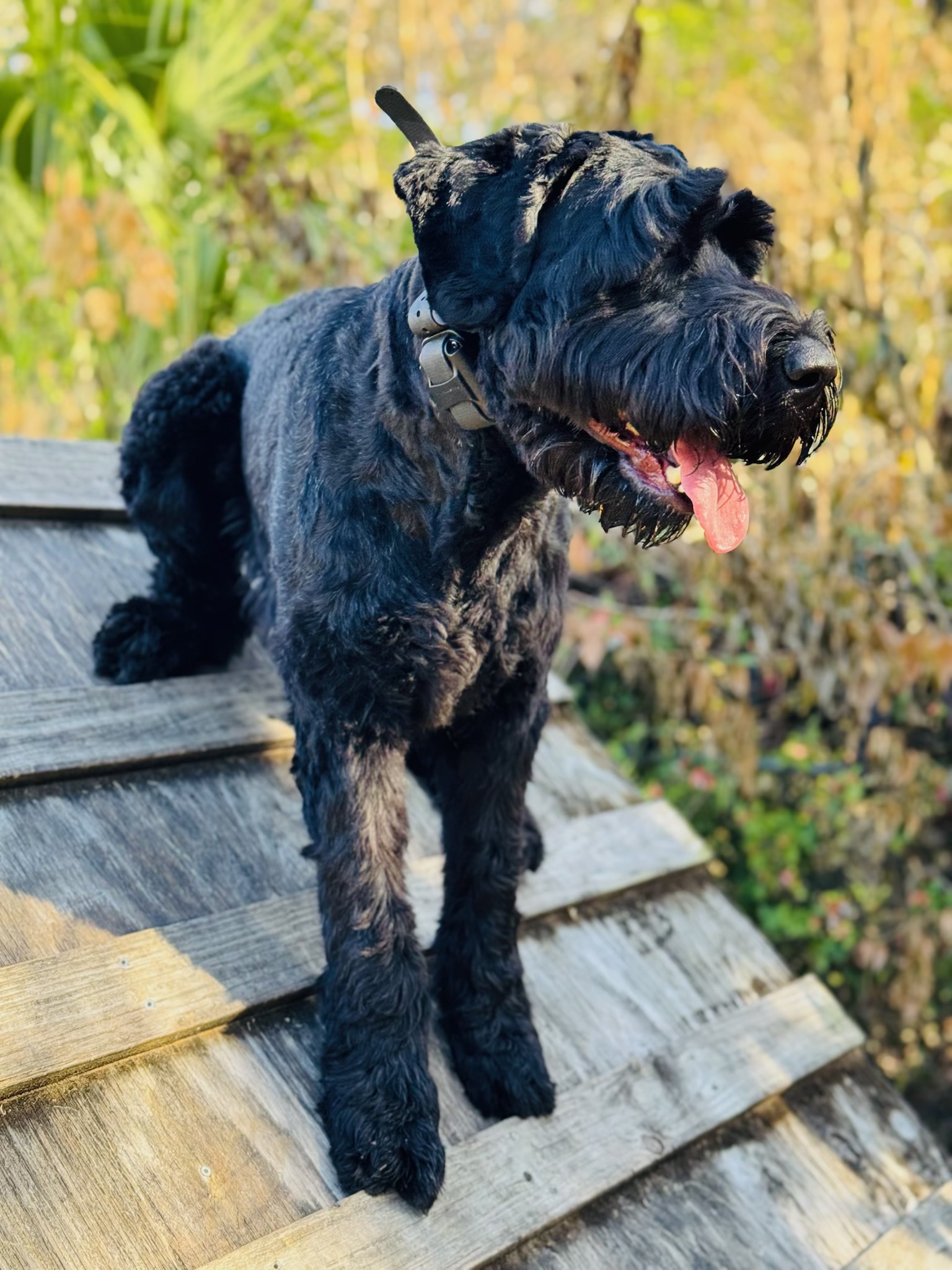 Russell's K9 Academy Image