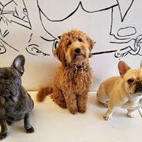 SIT Social: A Dog Lounge Photo