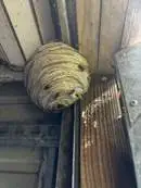 Images Platoon Pest Control