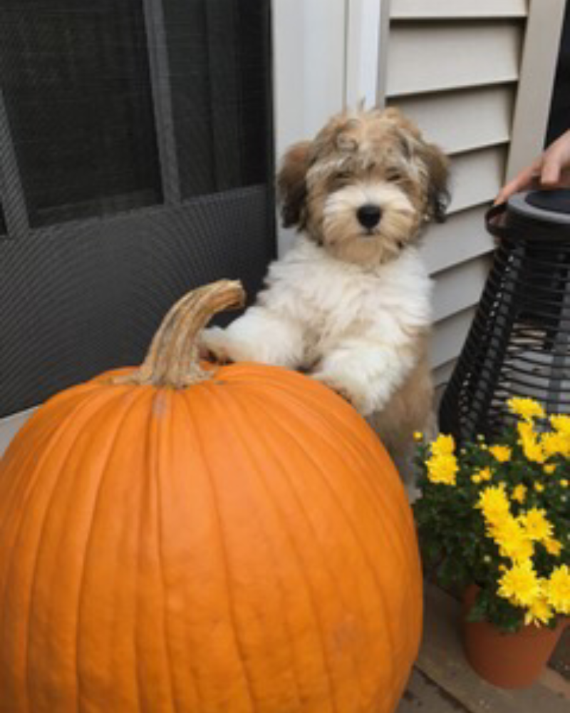 Forever Poodles & Honor Havanese