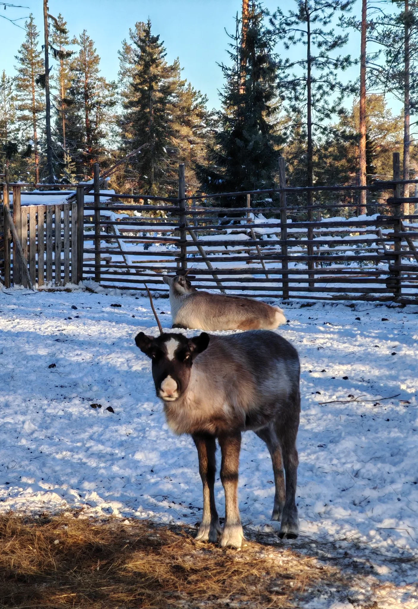 Images Poro-Pekan Pirtti Oy