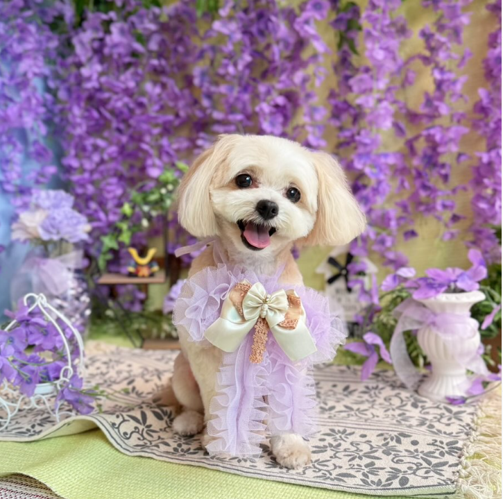 Images dog salon buku2