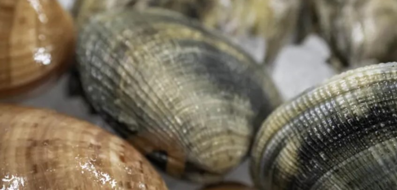 Images Rg Pescheria