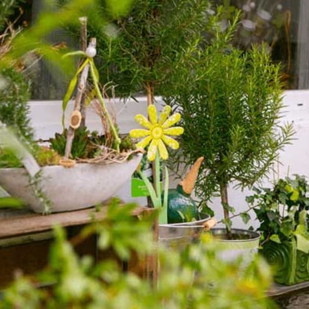 Bilder flower dreams