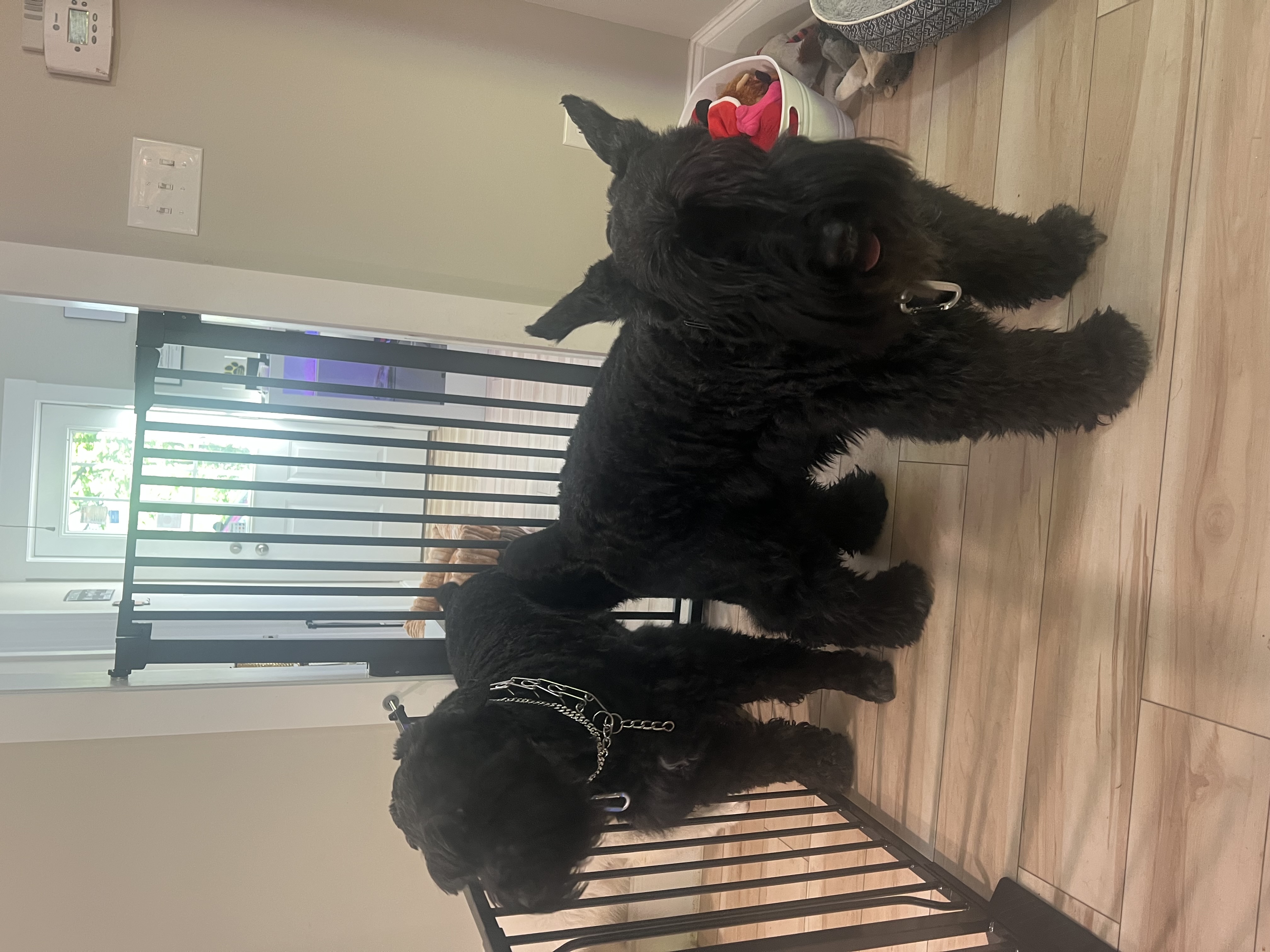 Dog Boarding