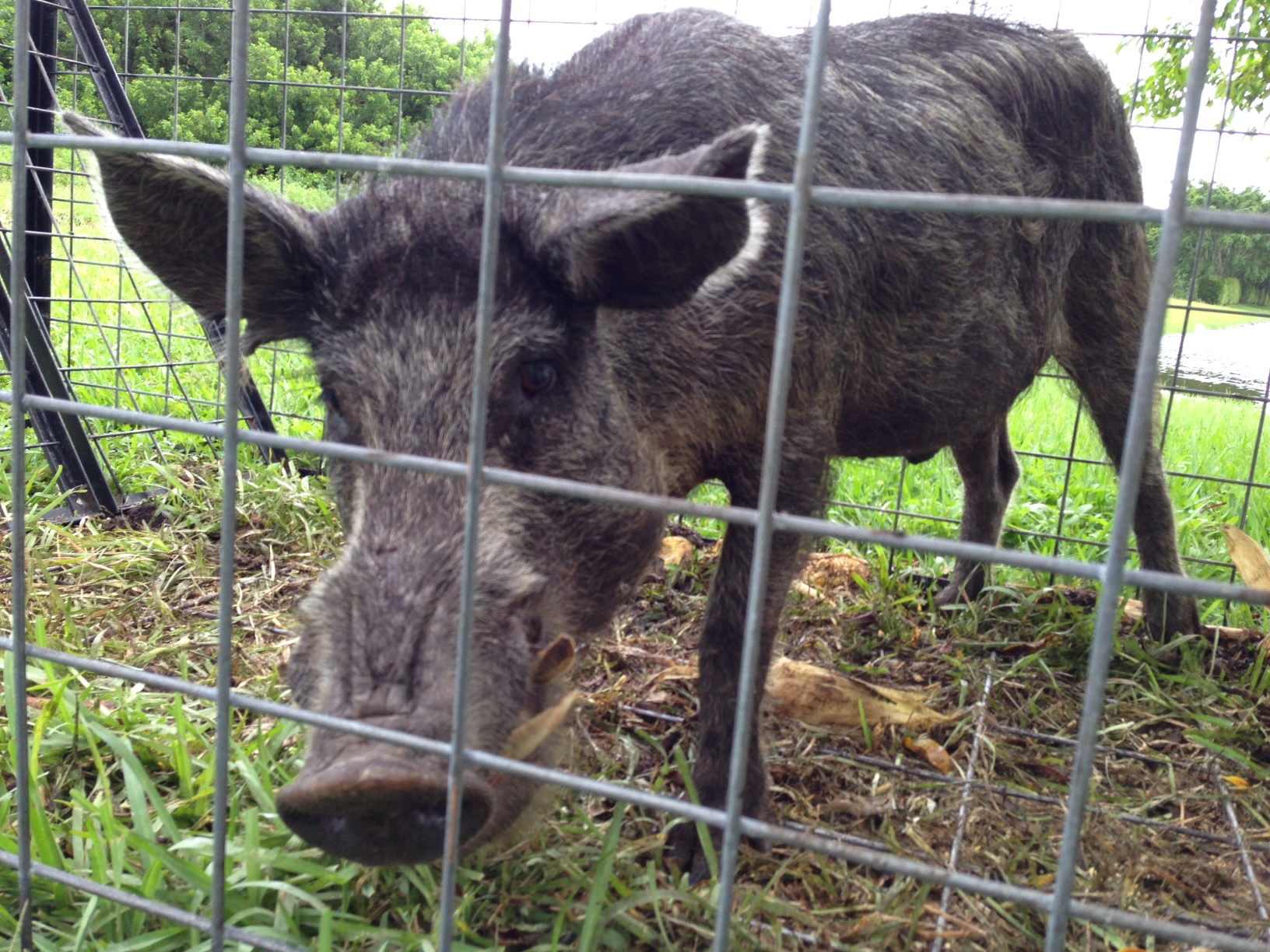 Jupiter, FL nuisance hog trappers