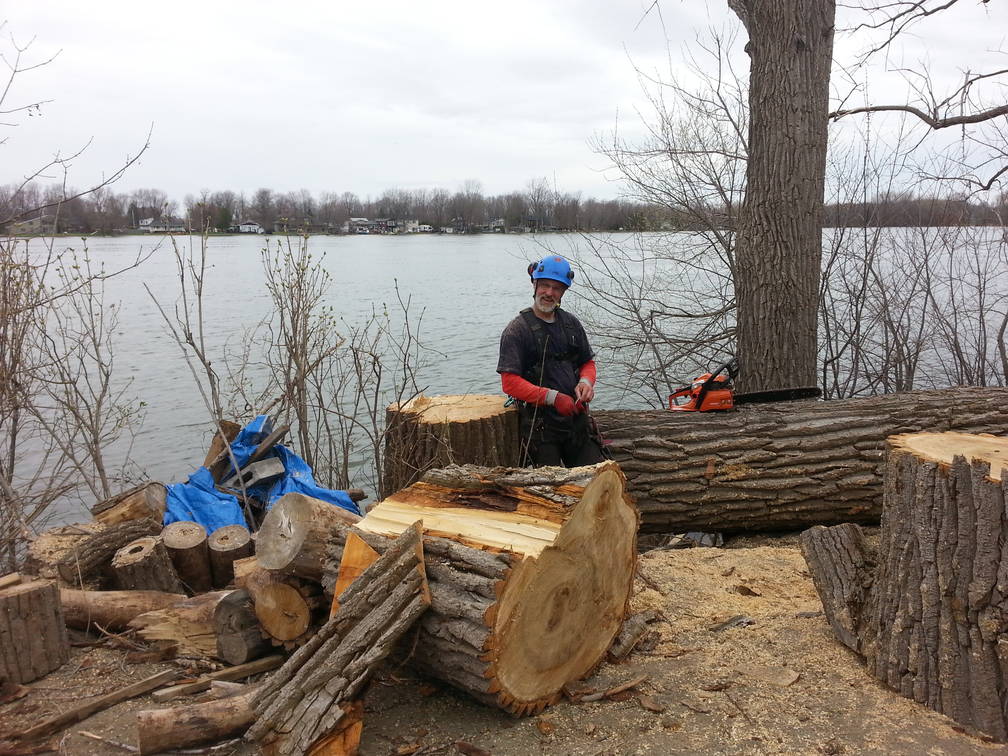 Images Canopée Service d'Arboriculture