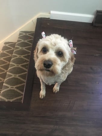 Images Pet, Rinse, Repeat Grooming, Mobile, Salon & Boarding