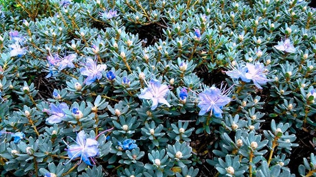 Images Magtenbølle Planteskole ApS