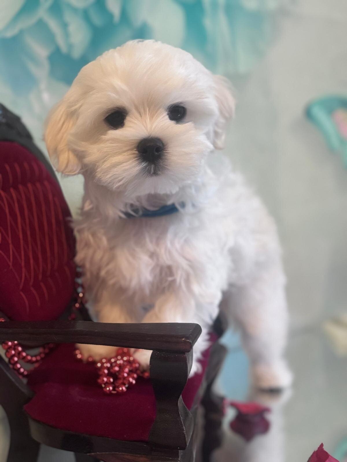 Malteser von Mandelbach, Seyweilerstraße 40 in Blieskastel