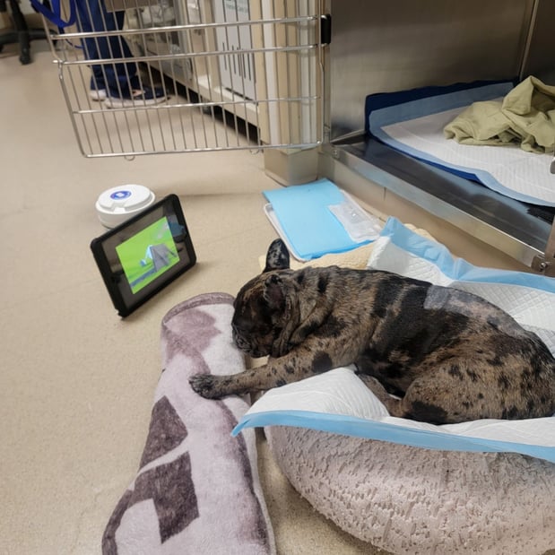 Images VCA West Los Angeles Animal Hospital