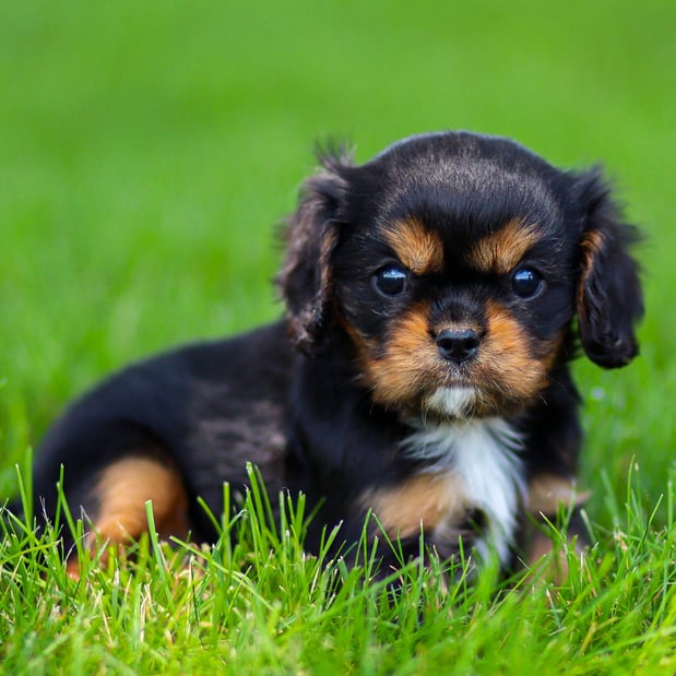 Images Pine Acres Puppies