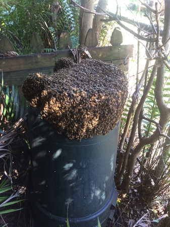 Images Willie The Bee Man