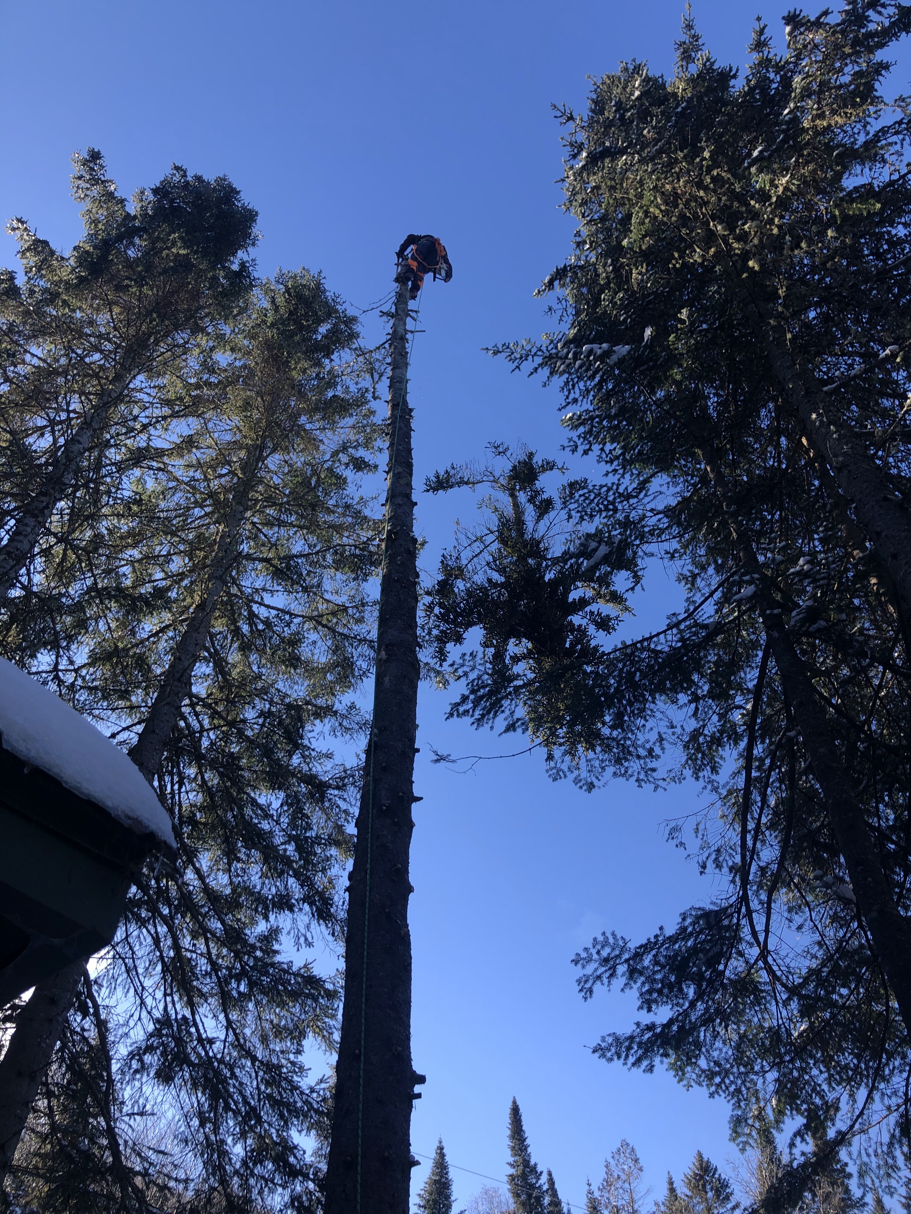Images Élagage Frère d'Arbres