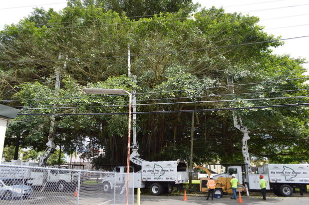 Images Big Island Tree Service, Inc.