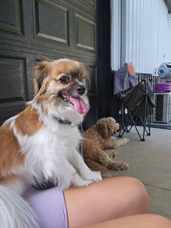 Images Wag Watchers DayCare & Spa