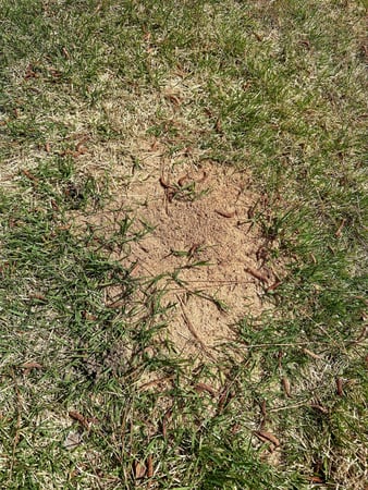 Images Stokes Mosquito and Pest Services