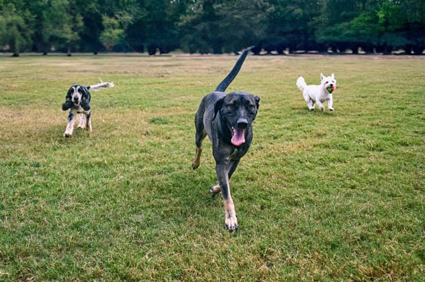 Images Tailwaggers Country Inn
