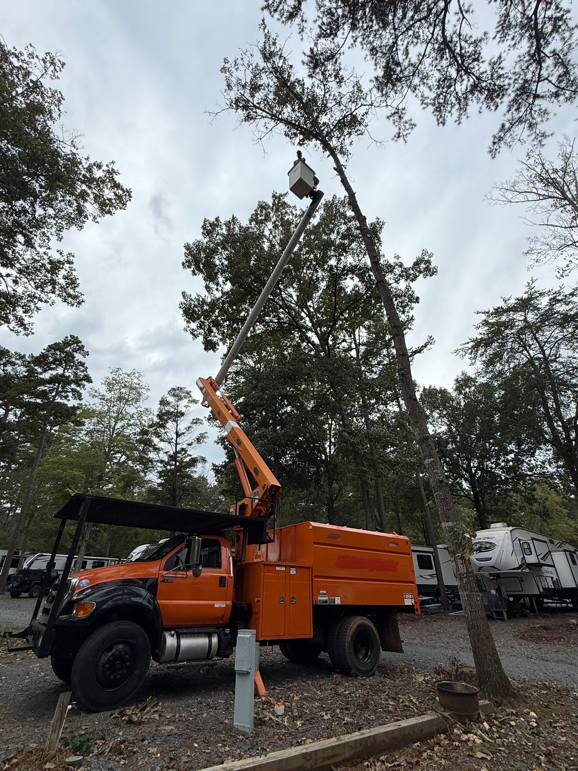 Wades Tree And Stump Removal Image