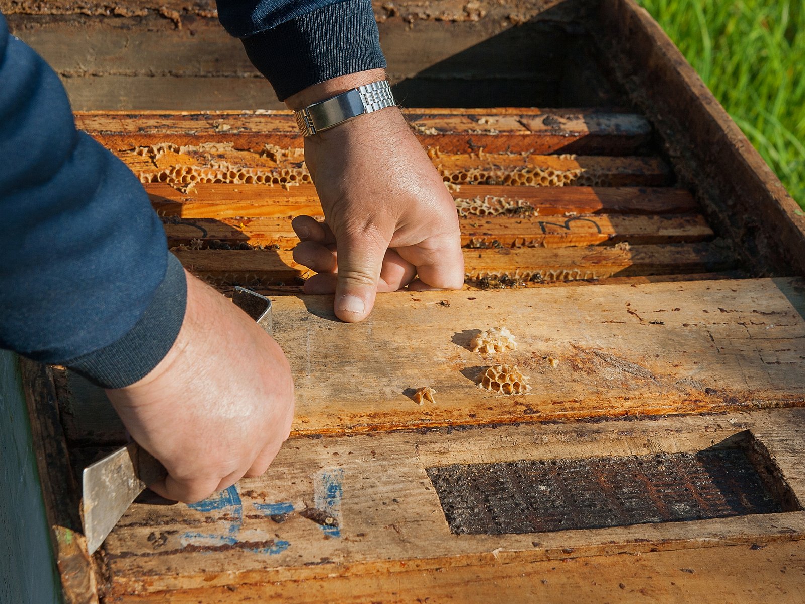 All American Termite and Pest Control