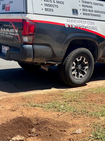 Images Annex Pest Control