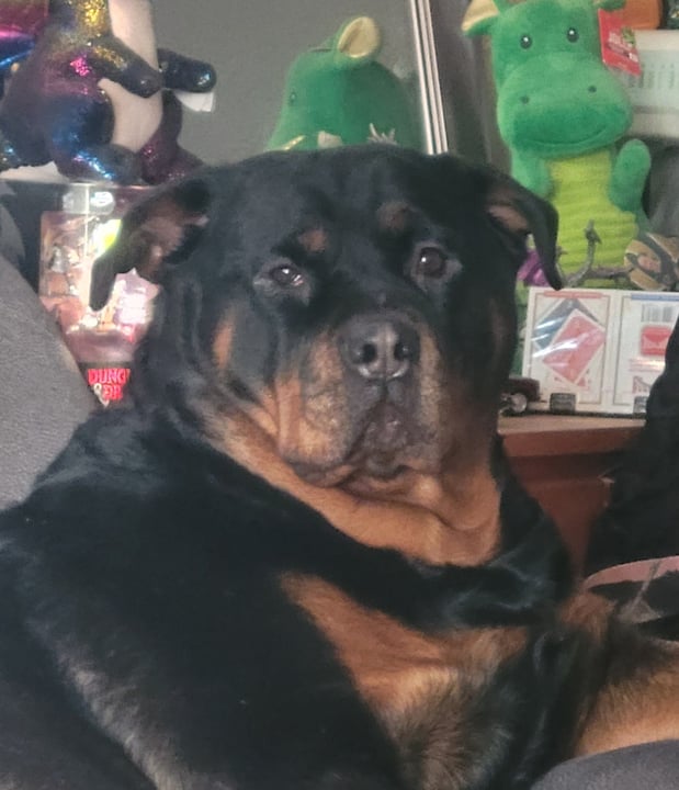 Images A. C. Veterinary Clinic