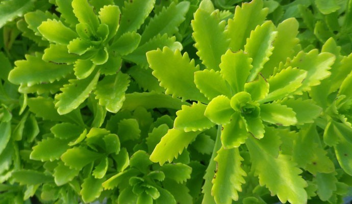 Gössl Thomas - Gartenbau, Schliefbergstraße 3 in Leobendorf