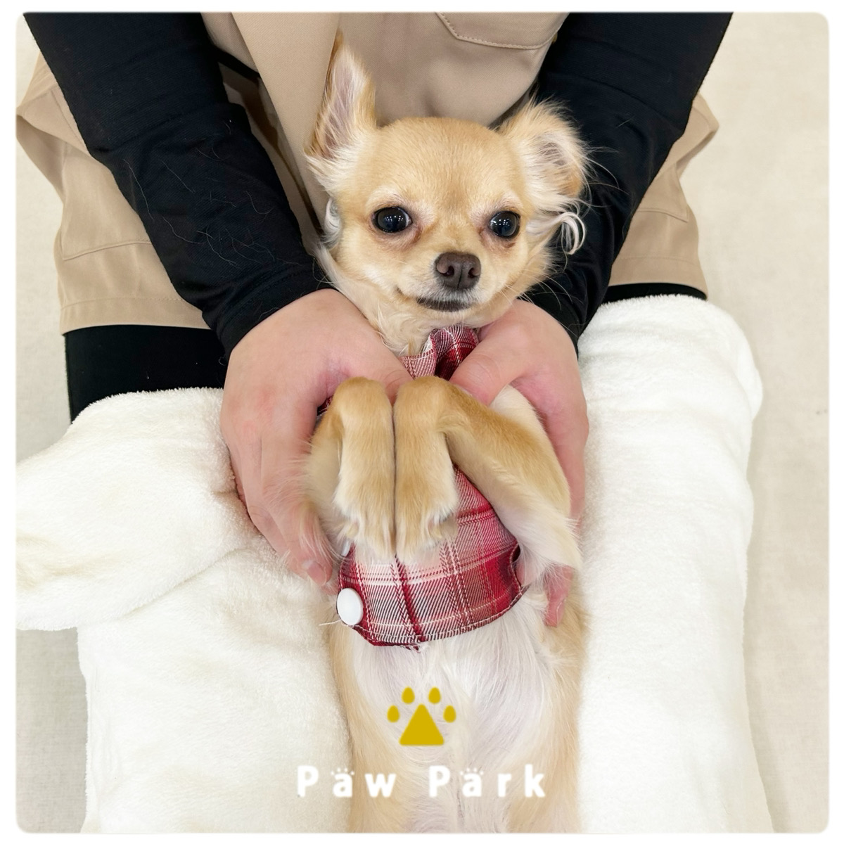 Images PawPark 犬のようちえん 高槻店