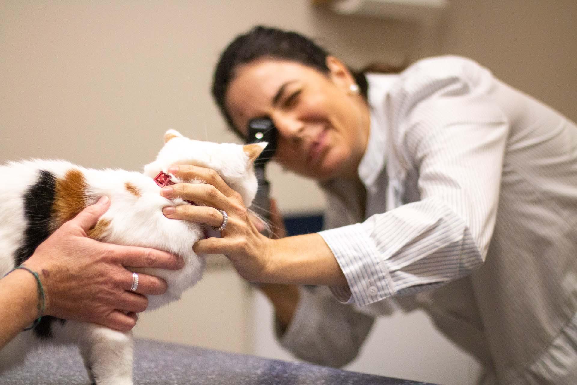 Another part of you pet’s physical exam includes checking the eyes for unusual coloration, discharge, proper light response, and more.