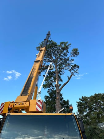 Images Louisiana Tree Company LLC