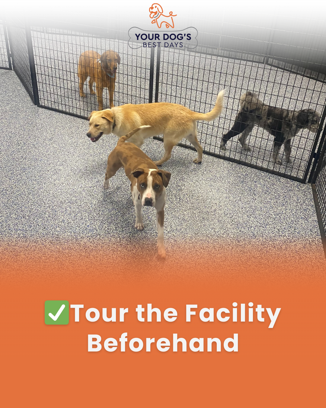Facility tour photo showing a dog exploring the daycare space before staying, helping new pets adjust to the environment.
