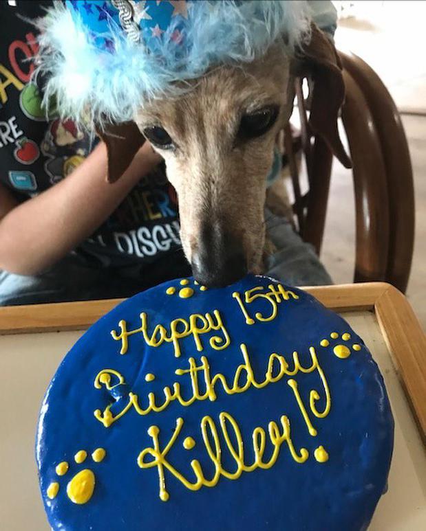 Images Woof Gang Bakery and Grooming Sugar Land