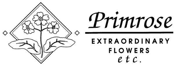 Images Primrose Extraordinary Flowers