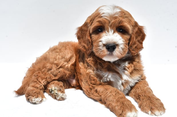 Images Ohiopuppypaws.com