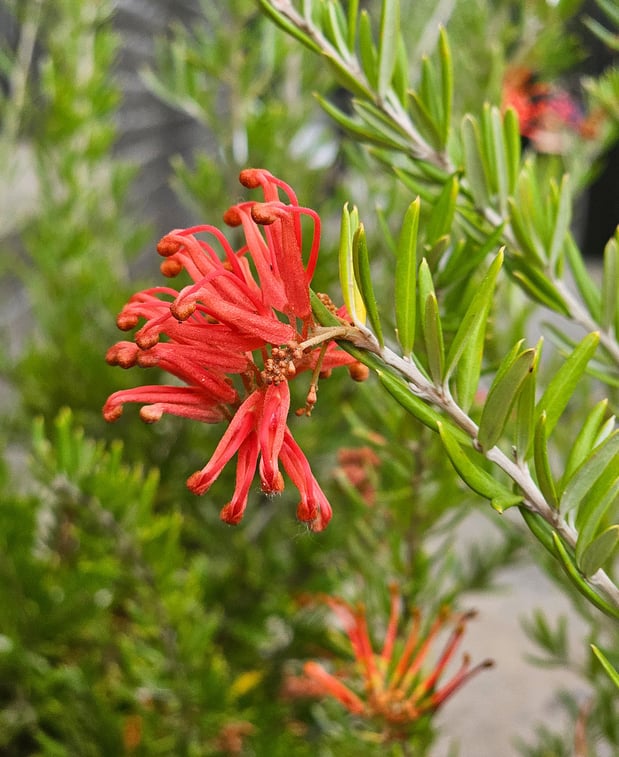 Images Northwest Landscape Supply