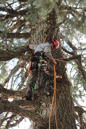 Images Alpine Forestry