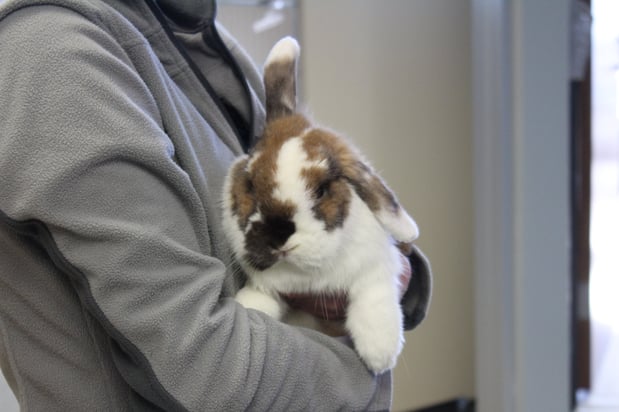 Images CityVet | Frisco