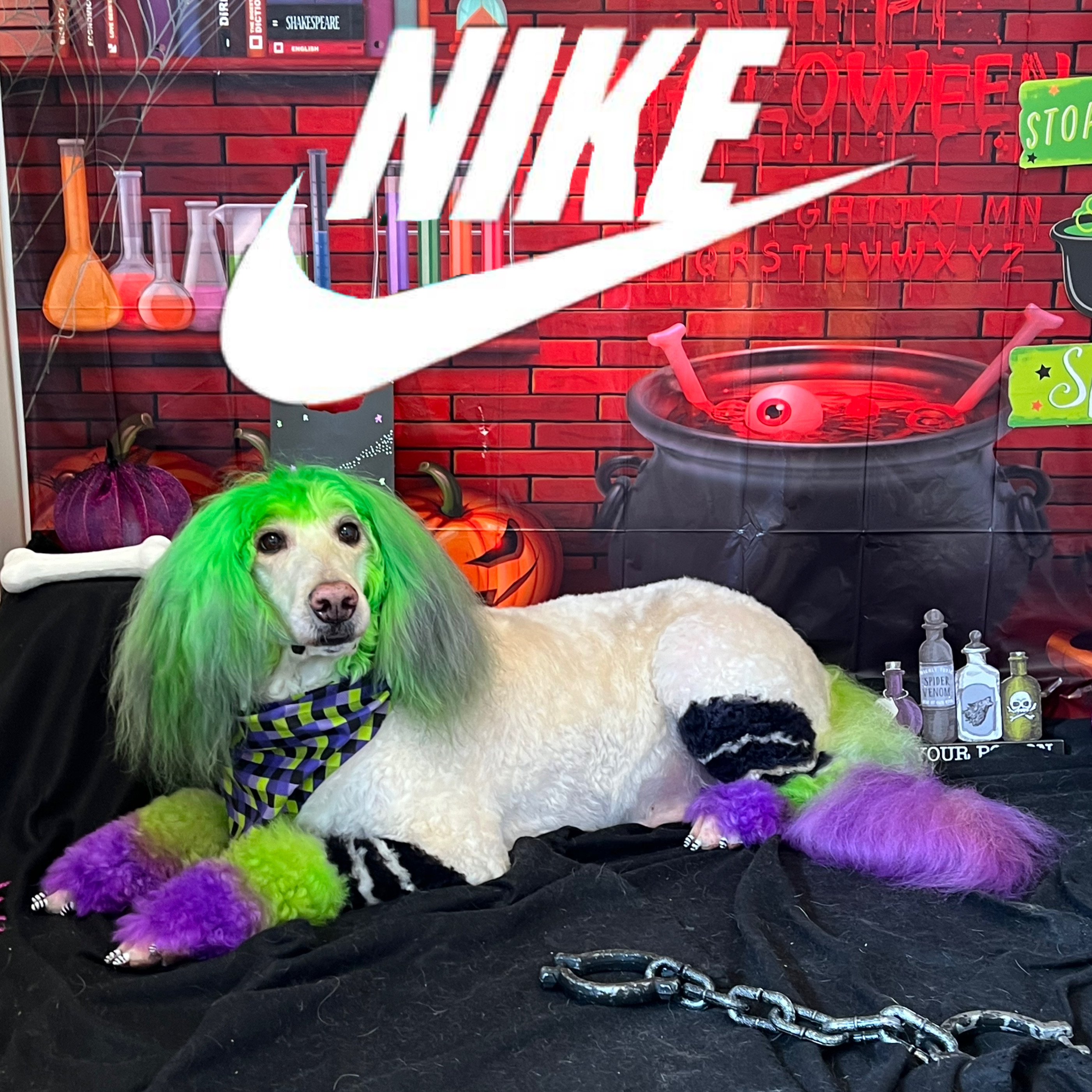A white poodle mix dog with bright green dyed hair is posing for a Halloween-themed photo shoot. The dog is lying on a black cloth and has purple and green dyed fur on its tail and legs. The backdrop is decorated with a brick wall, Halloween pumpkins, potion bottles, a cauldron with an eyeball, and a large white Nike logo.