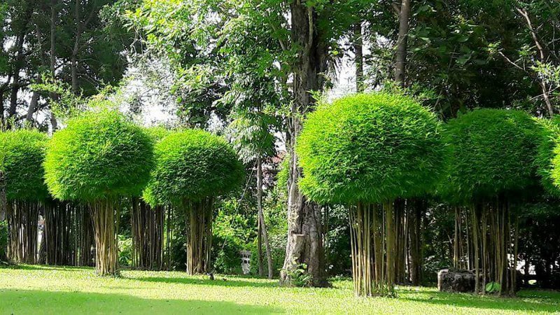 Images Il Giardiniere